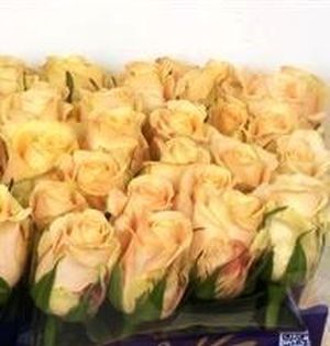 ROSE CASHMERE KENIA 50